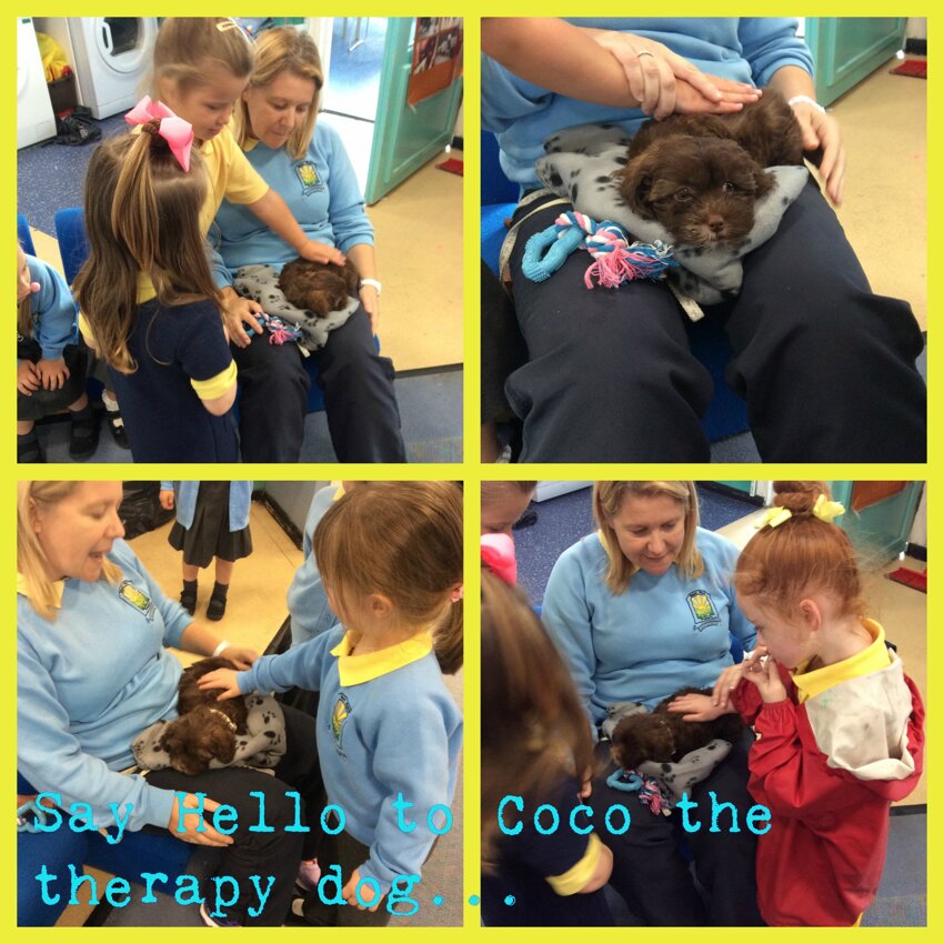 Image of Coco the therapy dog!